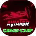 grass carp - VIP King